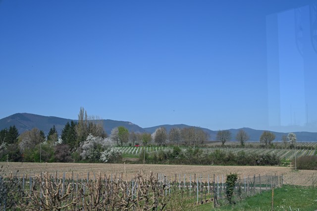 【現地視察レポート】手ごろな価格と侮るなかれ！　実はドイツNo.1＆特別栄誉賞獲得の生産者“カール　ファフマン”（経営企画室　藤野晃治）