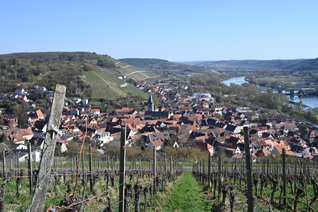 【現地視察レポート】地元でのあだ名がそのままワイナリー名に!?　何も加えずありのままのワインを造る、辛口ワインのスペシャリスト“トロッケネ　シュミッツ”（経営企画室　藤野晃治）