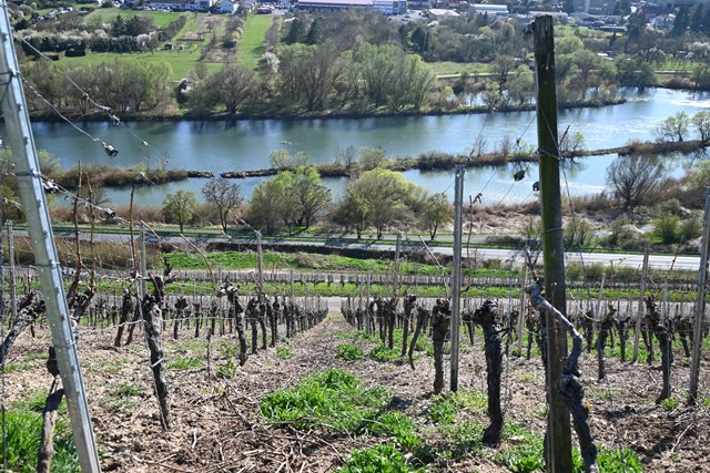 【現地視察レポート】地元でのあだ名がそのままワイナリー名に!? 何も加えずありのままのワインを造る、辛口ワインのスペシャリスト“トロッケネ シュミッツ”(経営企画室 藤野晃治)