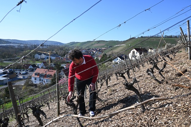 【現地視察レポート】地元でのあだ名がそのままワイナリー名に!?　何も加えずありのままのワインを造る、辛口ワインのスペシャリスト“トロッケネ　シュミッツ”（経営企画室　藤野晃治）