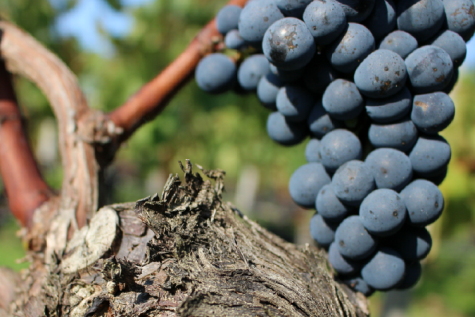 ドメーヌ ロラン ド ビ