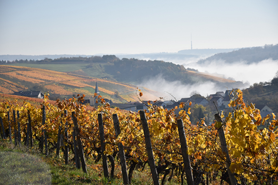 ベックシュタイナー ヴィンツァー