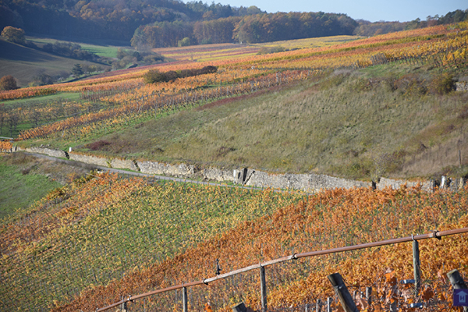 ベックシュタイナー ヴィンツァー