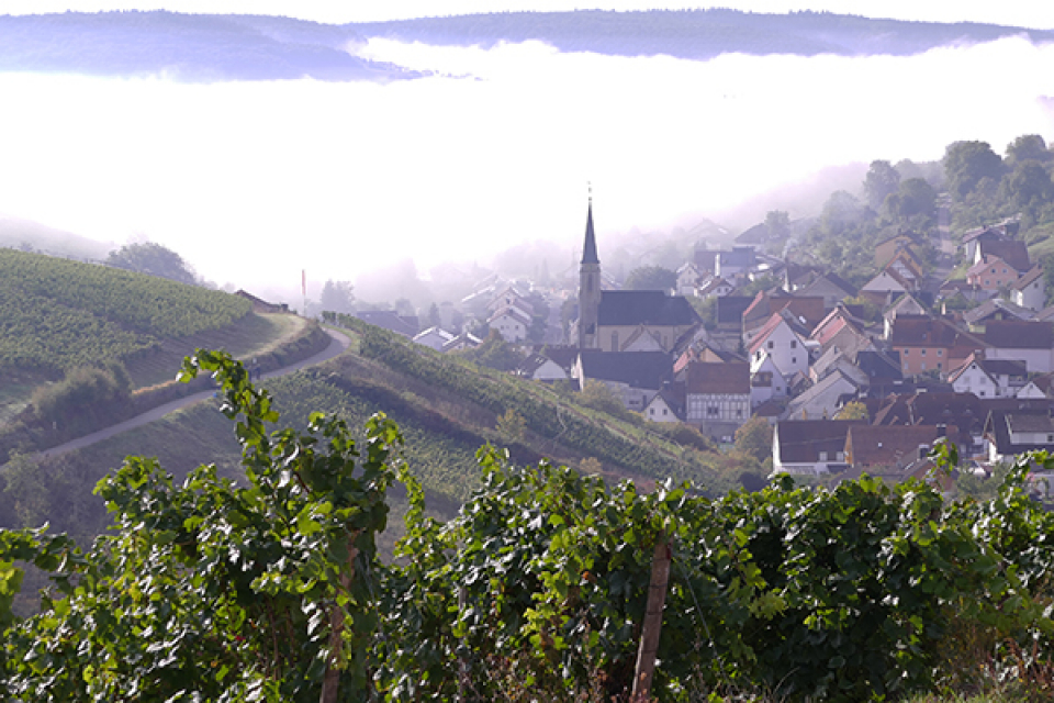 ベックシュタイナー ヴィンツァー