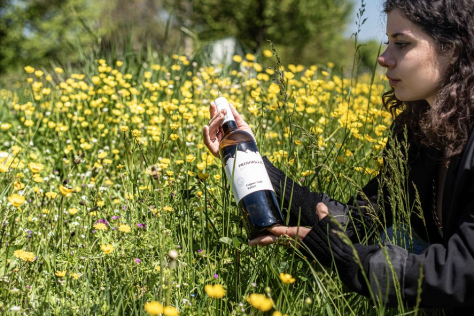 コッパッキヨリ タッティーニ