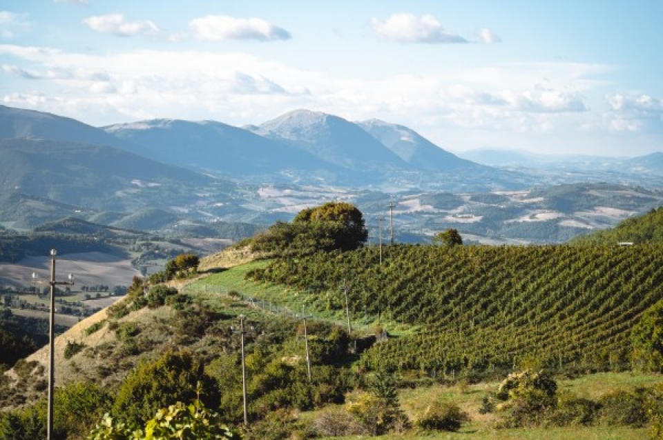 コッパッキヨリ タッティーニ