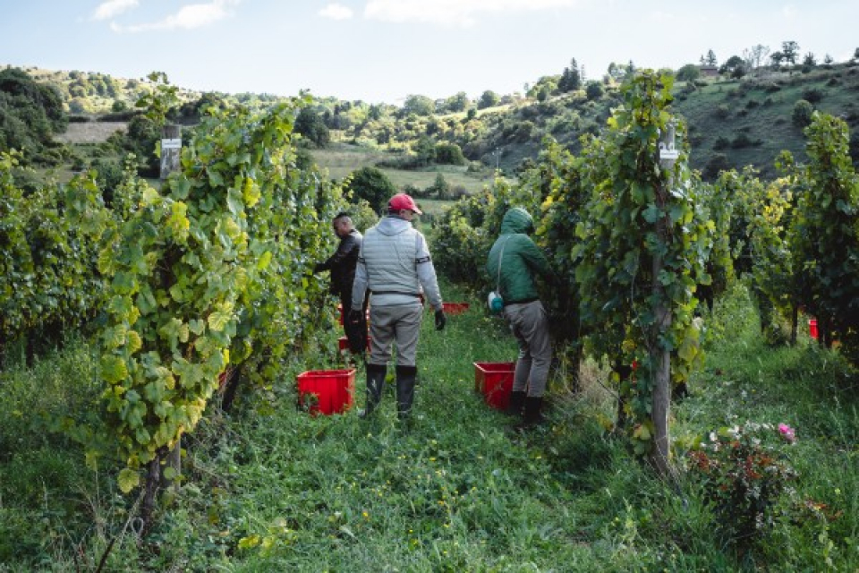 コッパッキヨリ タッティーニ