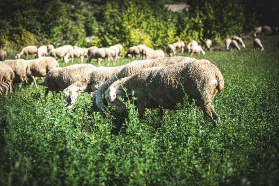 コッパッキヨリ タッティーニ