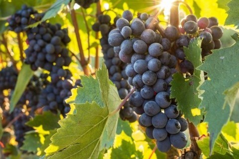 アジエンダ　アグリコーラ　レ　タデー