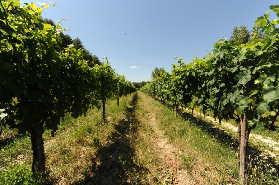 アジエンダ　アグリコーラ　レ　タデー