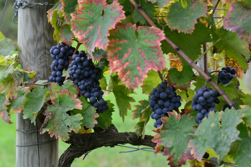 アジエンダ　アグリコーラ　レ　タデー