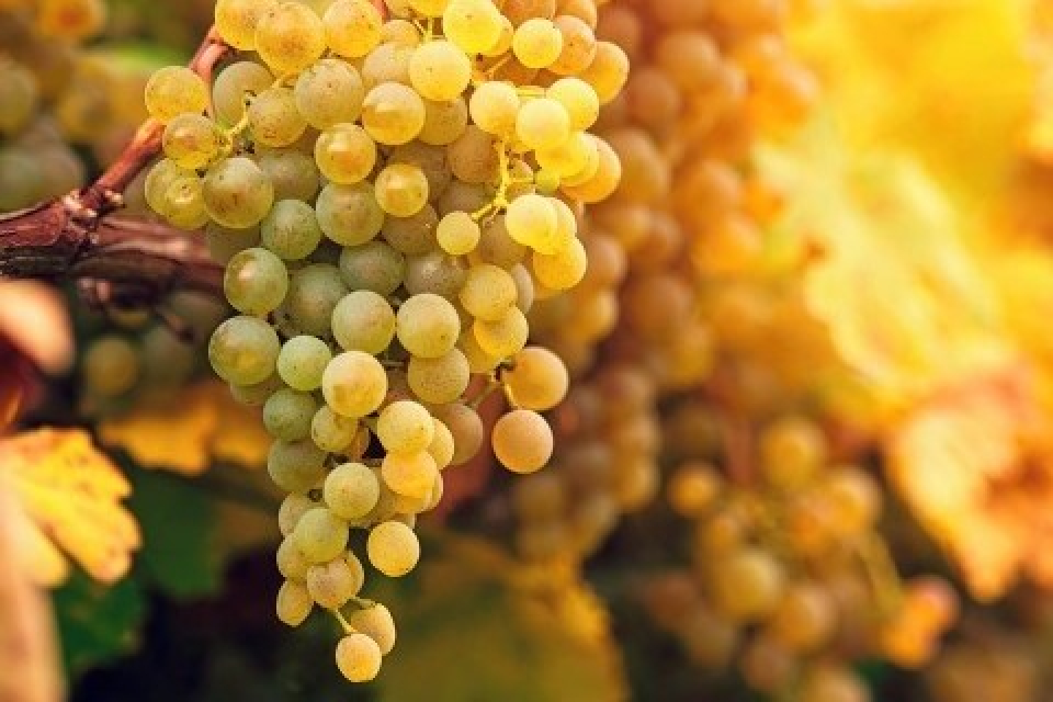 アジエンダ　アグリコーラ　レ　タデー