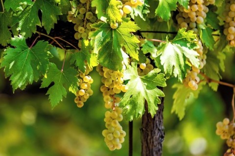 アジエンダ　アグリコーラ　レ　タデー