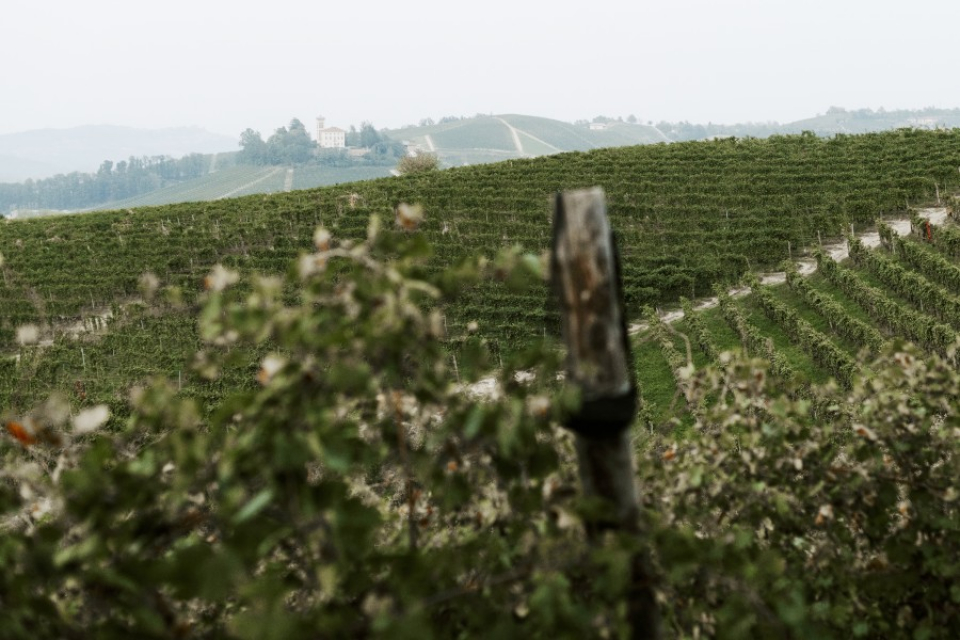 カンティーナ　ブリッコ　カルリーナ