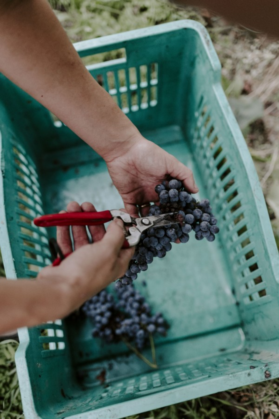 カンティーナ　ブリッコ　カルリーナ