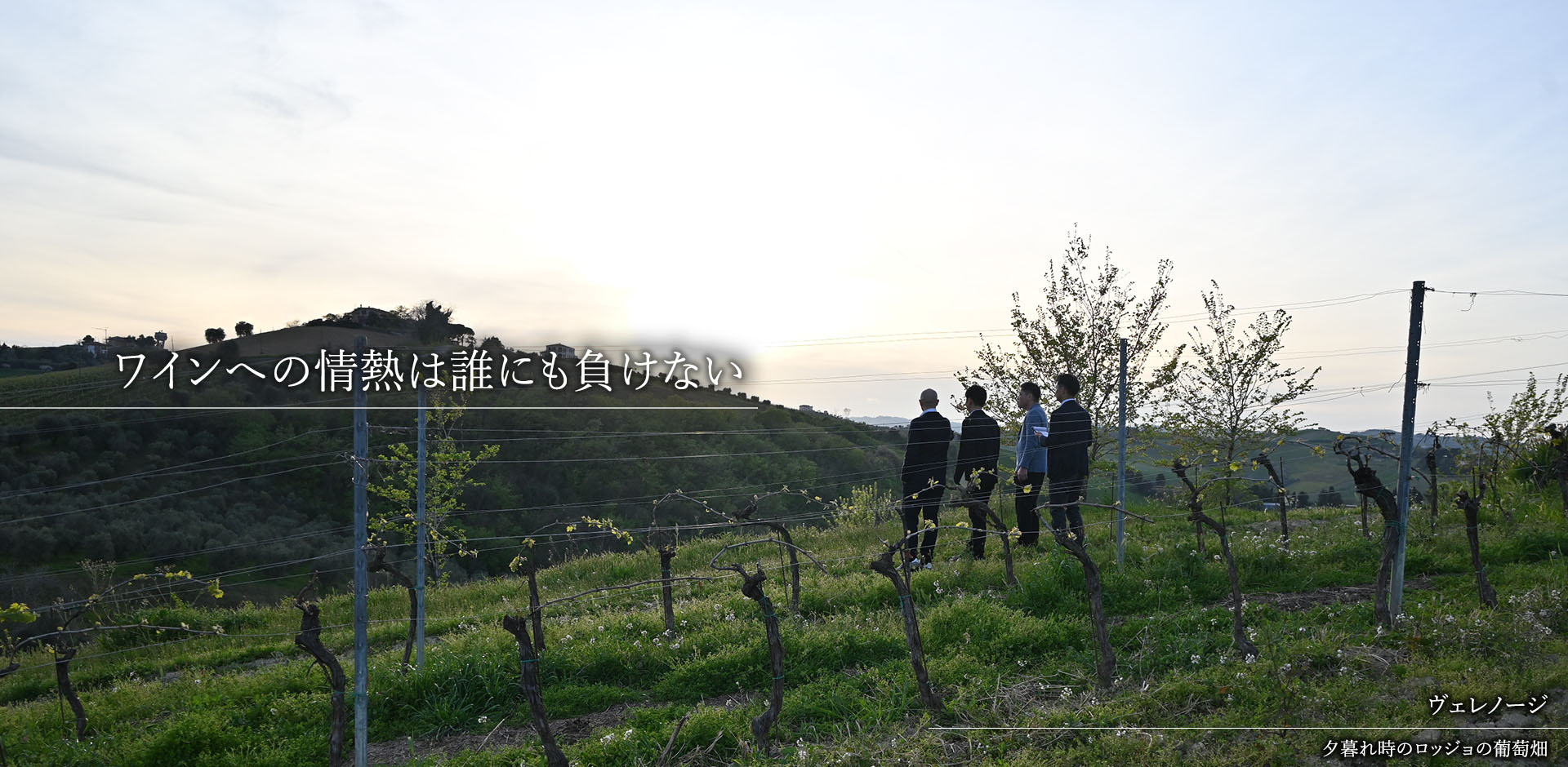 ③Aヴェレノージ（夕暮れ時のロッジョの葡萄畑）