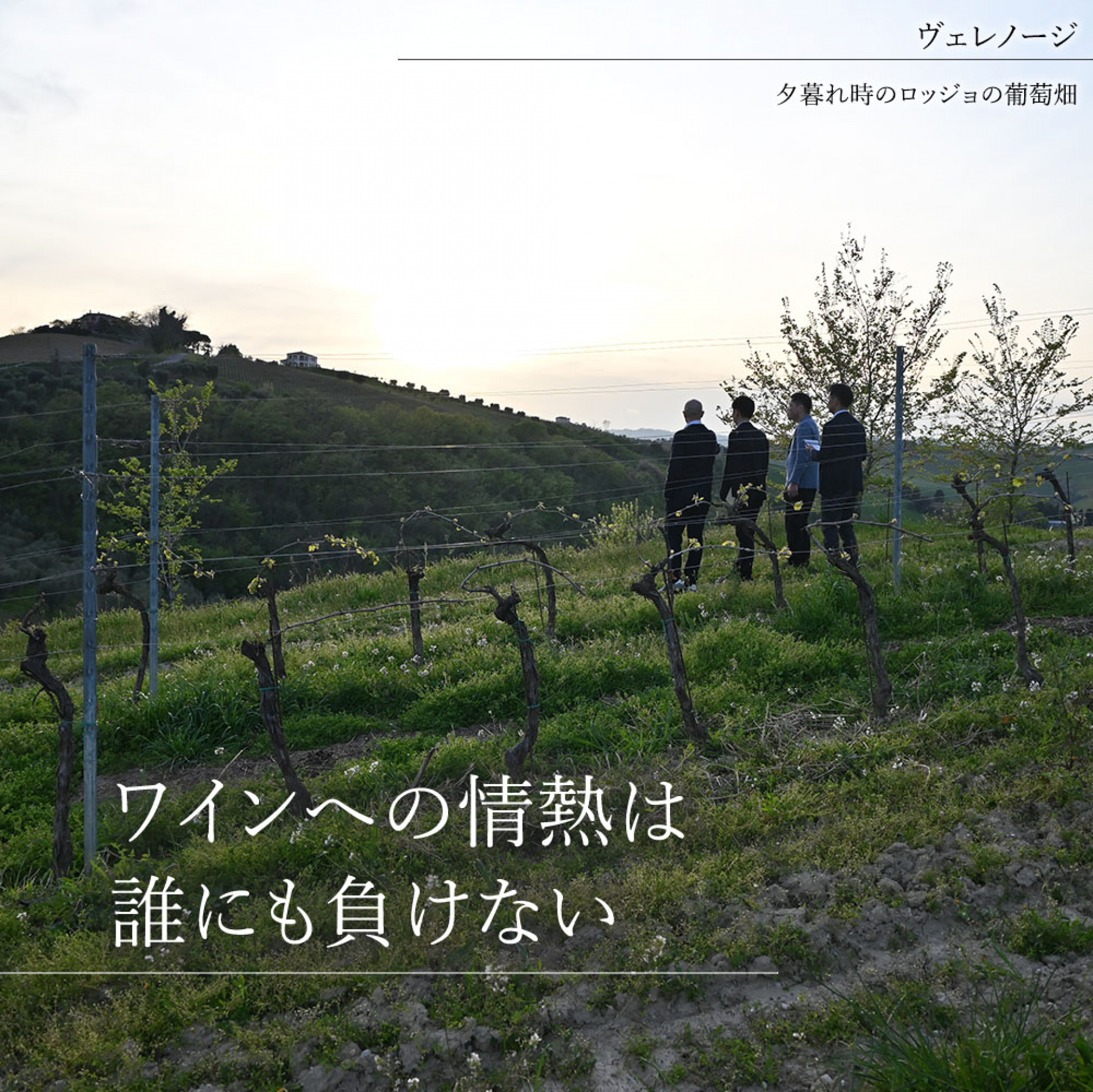 ③Aヴェレノージ（夕暮れ時のロッジョの葡萄畑）