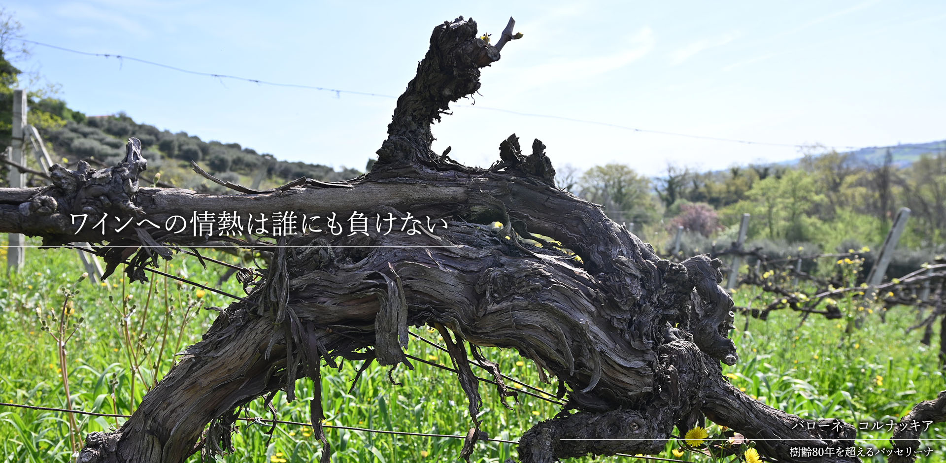 ①B バローネ　コルナッキア（樹齢80年を超えるパッセリーナ）