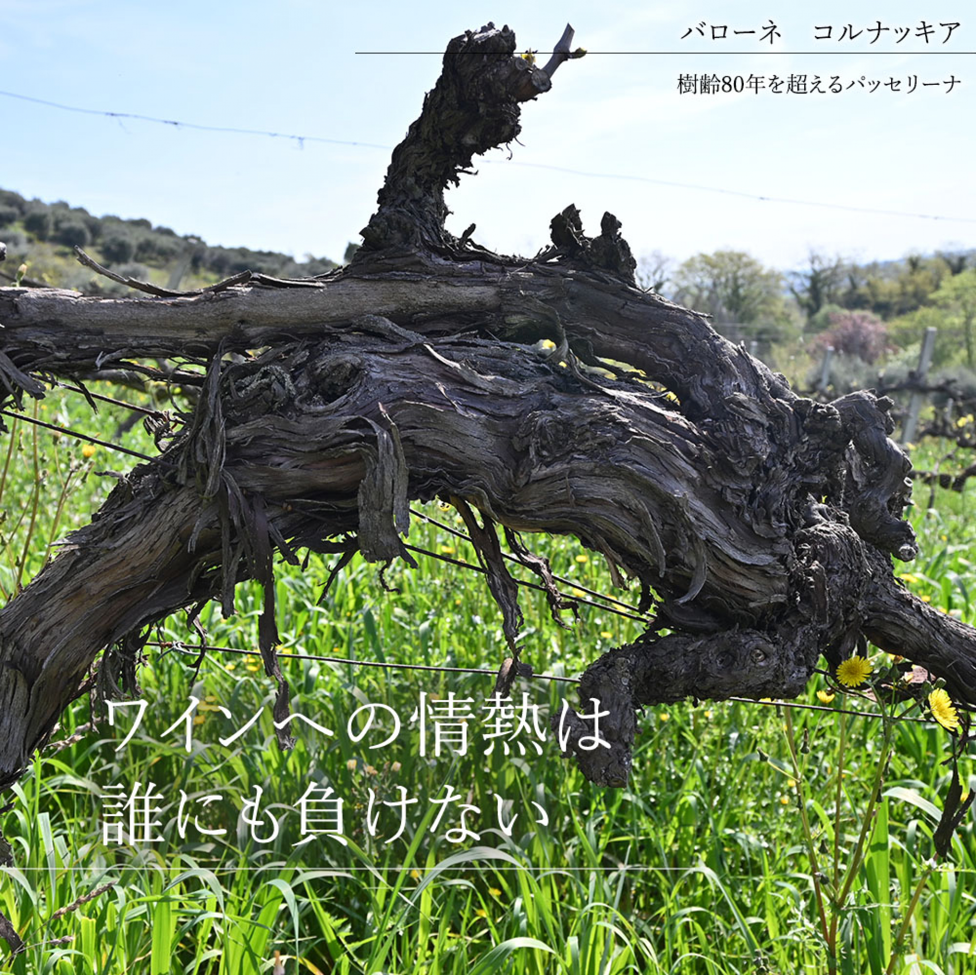 ①B バローネ　コルナッキア（樹齢80年を超えるパッセリーナ）